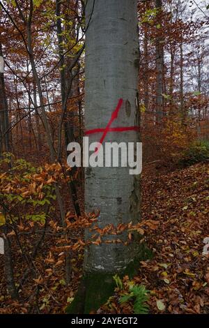 Marquage couleur sur un arbre de hêtre rouge montrant une piste forestière Banque D'Images