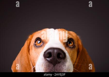 Beau chien beagle isolé sur fond noir. Shoot Studio. la recherche de headshoot, portrait Banque D'Images