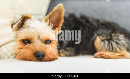 Le Yorkshire Terrier de glisser sur un canapé, canapé. Petit chien concept Banque D'Images