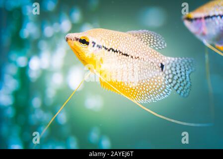 Gourami perlé Trichopodus leerii aquarium d'eau douce Poissons en aquarium Banque D'Images