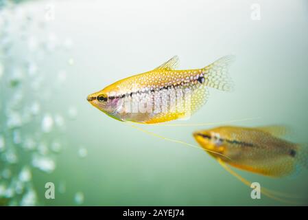 Gourami perlé Trichopodus leerii aquarium d'eau douce Poissons en aquarium Banque D'Images