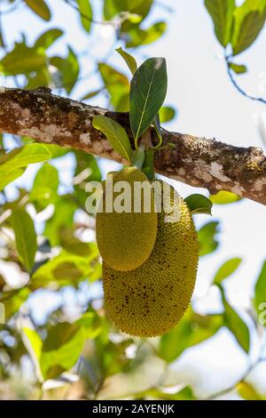 Jackfruit, Artocarpus Heterophyllus, Madagascar Banque D'Images