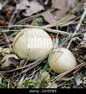 Les champignons, les champignons peuplent la forêt et la remplissent de vie Banque D'Images