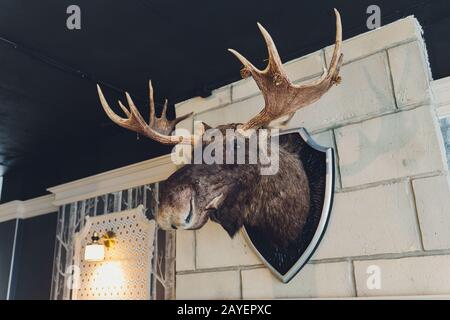 la tête d'un cerf mort avec des cornes et de la fourrure sur le mur dans la chambre Banque D'Images