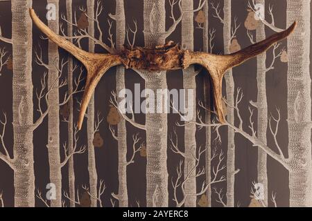la tête d'un cerf mort avec des cornes et de la fourrure sur le mur dans la chambre Banque D'Images