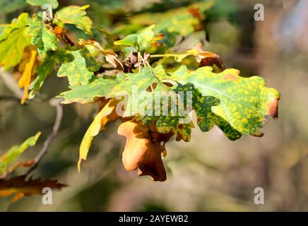 L'automne apporte des feuilles de chêne colorées aux chênes Banque D'Images