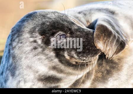 Phoques Gris Donna Nook Angleterre Banque D'Images