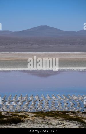 Vert ou couleur lagune (Laguna Verde, laguna colorado), dans les hautes terres boliviennes - Altiplano Banque D'Images