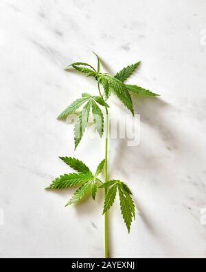 Branche de feuilles de cannabis biologique. Banque D'Images