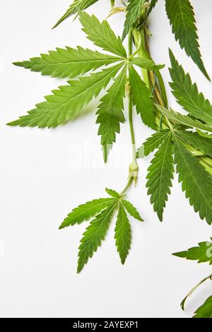 Branche de feuilles de marijuana naturelles. Banque D'Images