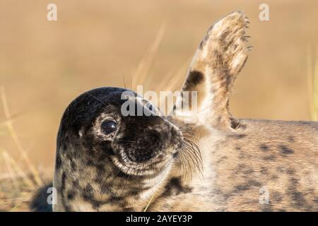 Phoques Gris Donna Nook Angleterre Banque D'Images