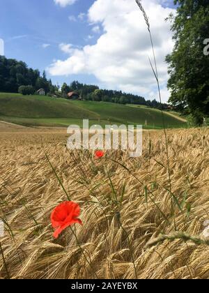 Pavot à fleurs rouges dans un champ de blé doré au milieu de l'été. Banque D'Images