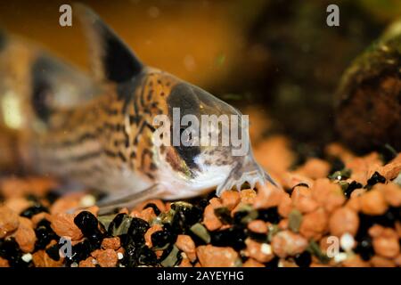 un poisson-chat de réservoir se trouve sur le gravier dans l'aquarium Banque D'Images