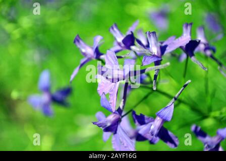 Consolila regalis (Forking Larkspur, Rocket-larkspur, Field larkspur) fleur bleu-violet, bokeh d'herbe vert douce Banque D'Images