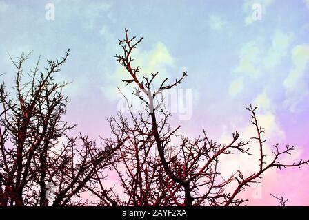 Branches sans feuilles sur fond de coucher de soleil, ciel bleu rose nuageux Banque D'Images