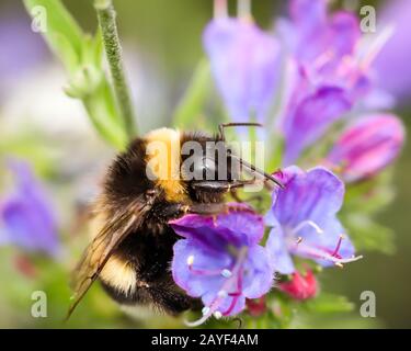 un bourdon recherche de la nourriture sur une fleur Banque D'Images