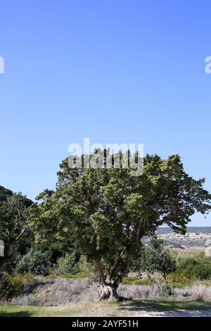 Cèdre de Chypre (Cedrus libani var... Brevifolia) sur Golden Beach Banque D'Images