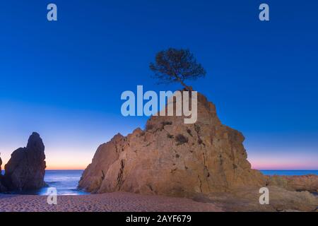 PIN EN PIERRE SUR LA PILE DE LA MER MAR MENUDA BEACH TOSSA DE MAR COSTA BRAVA GÉRONE CATALOGNE ESPAGNE Banque D'Images