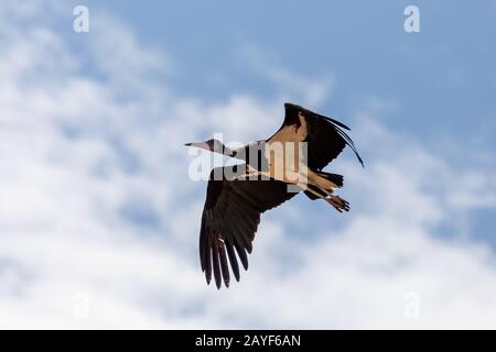 Oiseau mouche du porc à ventre blanc, Ethiopie Banque D'Images