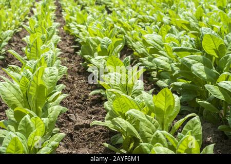 Les jeunes plants de tabac vert dans les lignes de plus en champ comme arrière-plan agricole Banque D'Images