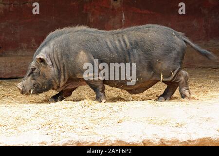 Hängebauchschwein Banque D'Images