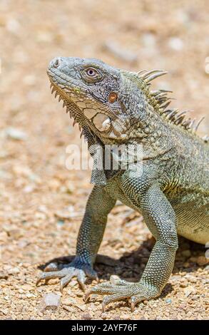 Gros plan sur la tête iguana verte et les jambes avant Banque D'Images