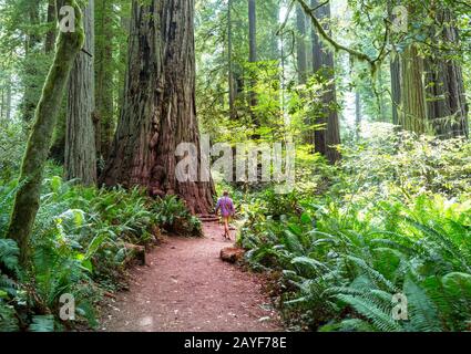 Sequoia Banque D'Images