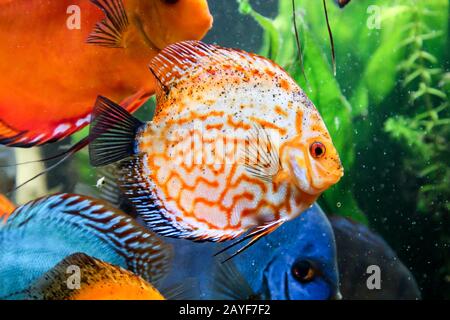 Portrait, vue d'un poisson de discus dans l'aquarium Banque D'Images
