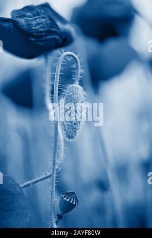 Coup d'offres de coquelicots sur le terrain. Profondeur de champ. Dans le quartier branché de couleurs bleu classique Banque D'Images