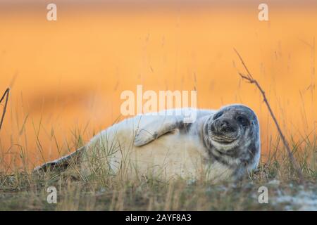 Phoques Gris Donna Nook Angleterre Banque D'Images