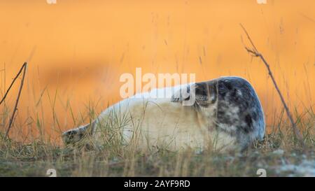 Phoques Gris Donna Nook Angleterre Banque D'Images