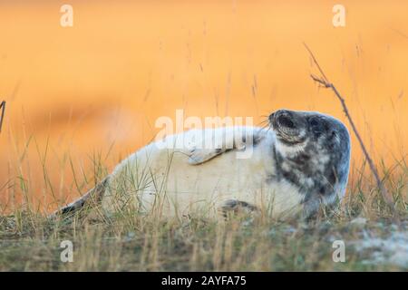 Phoques Gris Donna Nook Angleterre Banque D'Images