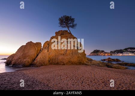 PIN EN PIERRE SUR LA PILE DE LA MER MAR MENUDA BEACH TOSSA DE MAR COSTA BRAVA GÉRONE CATALOGNE ESPAGNE Banque D'Images