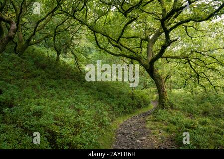 Un chemin à travers la forêt De Chêne Sessile en fin d'été. Shillett Wood, Parc National Exmoor, Somerset, Angleterre. Banque D'Images