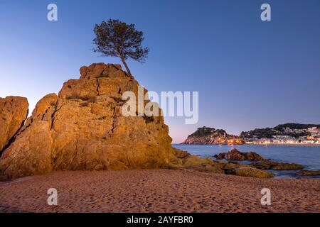 PIN EN PIERRE SUR LA PILE DE LA MER MAR MENUDA BEACH TOSSA DE MAR COSTA BRAVA GÉRONE CATALOGNE ESPAGNE Banque D'Images