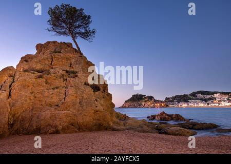 PIN EN PIERRE SUR LA PILE DE LA MER MAR MENUDA BEACH TOSSA DE MAR COSTA BRAVA GÉRONE CATALOGNE ESPAGNE Banque D'Images