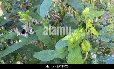 Fruiti Sage Fleuri (Salvia Dorisiana) Banque D'Images