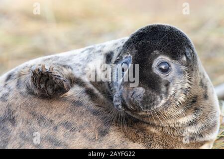 Phoques Gris Donna Nook Angleterre Banque D'Images