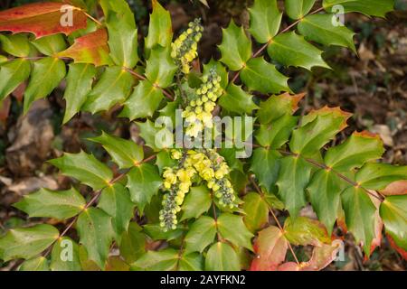 Floraison du bush de Mahonia en février avec des feuilles rouges colorées, Royaume-Uni Banque D'Images