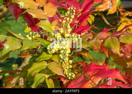 Floraison du bush de Mahonia en février avec des feuilles rouges colorées, Royaume-Uni Banque D'Images