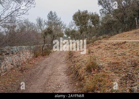 Paysage un jour nuageux avec la végétation typique dans les montagnes de Madrid. Espagne Banque D'Images
