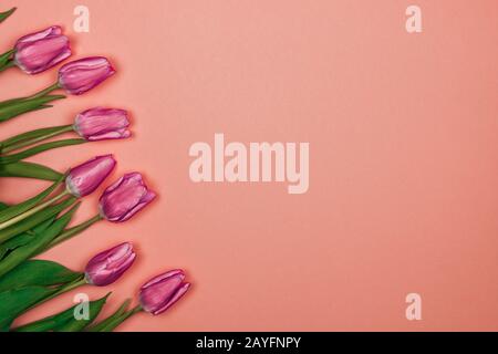 carte de fête des femmes. sept tulipes roses sur fond rose du côté gauche Banque D'Images