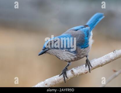 Arbuste de Woodhouse Jay, Aphelocoma woodhouseii Banque D'Images