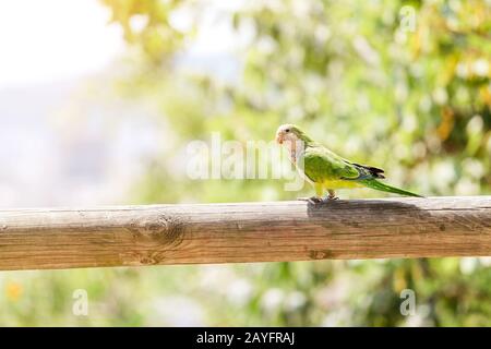 Green Monk Parakeet Myiopsitta monachus perroquet à Barcelone Banque D'Images