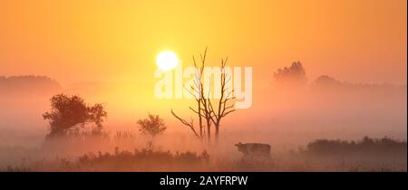 Brouillard dans la vallée du Zeverenbeek au lever du soleil, Belgique, Flandre Occidentale, Deinze, Zeverenbeek Banque D'Images