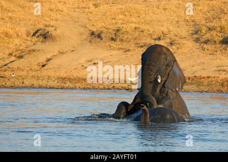 Éléphant d'Afrique (Loxodonta africana), deux éléphants jouent dans l'eau, l'Afrique du Sud, Kwazulu-Natal, Mkhuze Game Reserve Banque D'Images