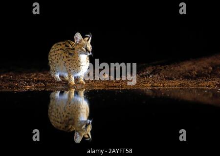 Serval (Leptalurus serval, Felis serval), debout dans un trou d'eau la nuit, Afrique du Sud, Kwazulu-Natal, Zimanga Game Reserve Banque D'Images