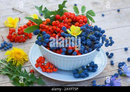 Bol avec raisins de montagne et baies d'arbre de rowan, décoratet avec fleurs de pissenlit et marins bleus, Allemagne Banque D'Images