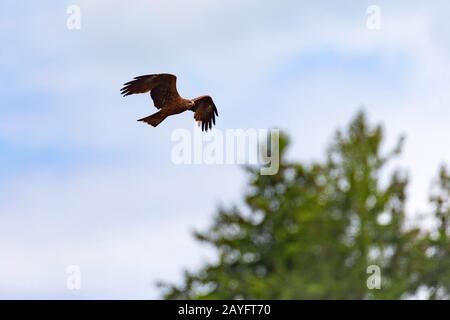 Cerf-volant noir, cerf-volant à facturation jaune (Milvus migrans), en vol, Allemagne, Bavière Banque D'Images