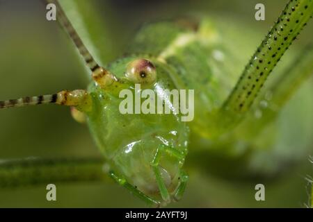 Cricket moucheté, cricket de brousse moucheté (Leptophytes punctatissima), portrait, vue avant, Allemagne Banque D'Images